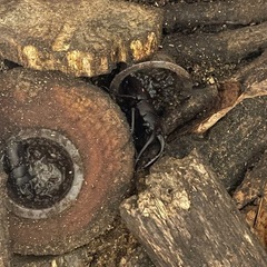 クワガタ、カブトムシ2匹での画像