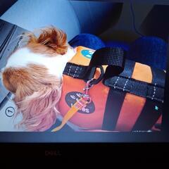 LOGOS  犬用フローティングベスト XS おまけ付きの画像