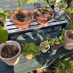 シダ他　観葉植物　多肉植物　1鉢　の画像