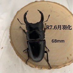 オオクワガタの画像