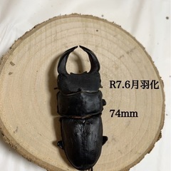 オオクワガタの画像