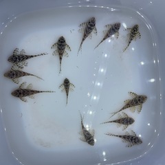 キンペコ12匹の画像