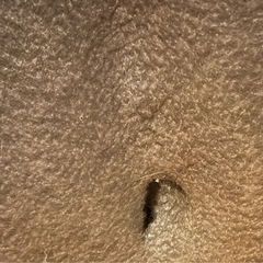 ニトリ　2人掛け　ソファ　キャッツ3の画像