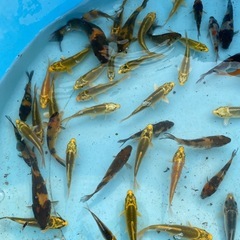 錦鯉水槽サイズ　6〜10cmの画像