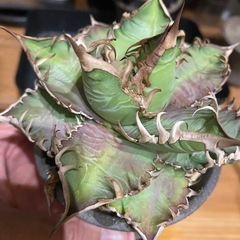 【鉢付き】チタノタ 選抜株 アガベの画像