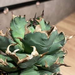 【鉢付き】チタノタ 農大No.1 アガベの画像