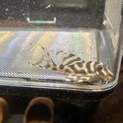 熱帯魚　キンペコ　3匹セット③の画像