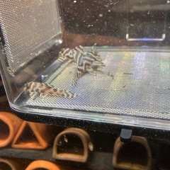 熱帯魚　キンペコ　3匹セット③の画像