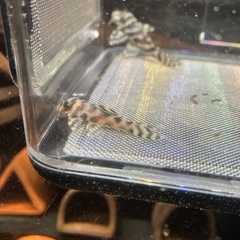 熱帯魚　キンペコ　3匹セット③の画像