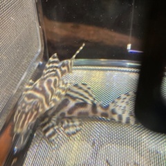 熱帯魚　キンペコ2匹セットの画像