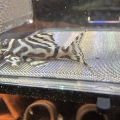 熱帯魚　キンペコの画像