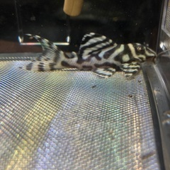 熱帯魚　キンペコの画像