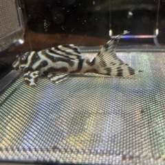 熱帯魚　キンペコの画像
