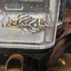 熱帯魚　キンペコの画像