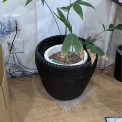 観葉植物の画像