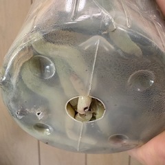 　胡蝶蘭　白　ファレノプシス　着生植物　大輪　　　の画像
