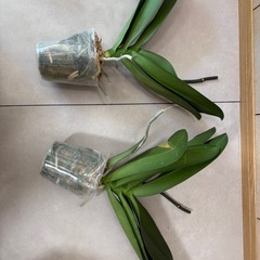 　胡蝶蘭　白　ファレノプシス　着生植物　大輪　　　の画像