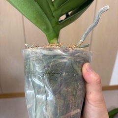 　胡蝶蘭　白　ファレノプシス　着生植物　大輪　　　の画像