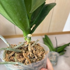 　胡蝶蘭　白　ファレノプシス　着生植物　大輪　　　の画像