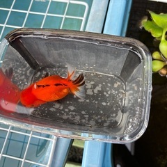 金魚まとめ売りの画像