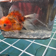 金魚まとめ売りの画像
