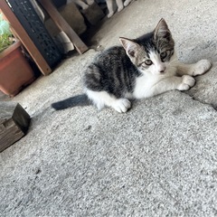 キジ白のやんちゃでビビりな男の子です(^^)