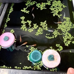 改良メダカミックス稚魚の画像