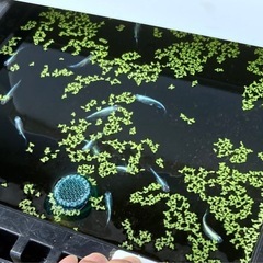 改良メダカミックス稚魚の画像