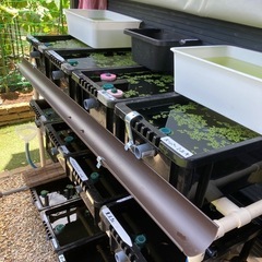 改良メダカミックス稚魚の画像
