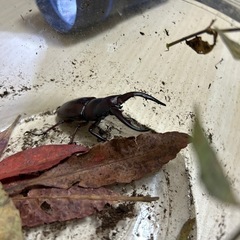 ノコギリクワガタオス　　最大22匹まで 
の画像