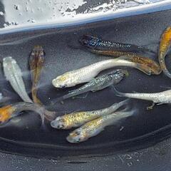 メダカ　ミックス　ラメ　8匹の画像