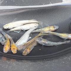 メダカ　ミックス　ラメ　8匹の画像