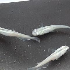 メダカ　緑光　7匹の画像