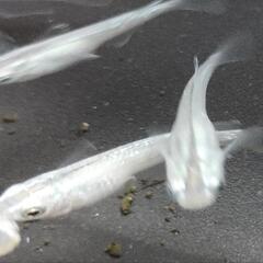メダカ　緑光　7匹の画像