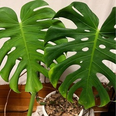 鉢植えの植物、植え替えます🪴