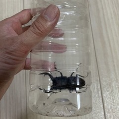 ミヤマクワガタ✨小学生以下600円✨♂60㍉以上の画像