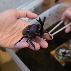 カブトムシ 成虫の画像