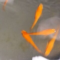 めだか 紅帝メダカ　針子稚魚　約50匹　ヒメタニシ稚貝2匹の画像