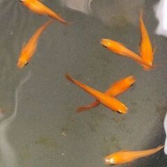 めだか 紅帝メダカ　針子稚魚　約50匹　ヒメタニシ稚貝2匹の画像