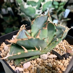 アガベ小株【緑犀牛】の画像