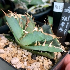 アガベ小株【緑犀牛】の画像