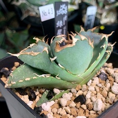 アガベ小株【緑犀牛】の画像