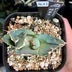 ランキングキーワードに紐づく投稿画像-多肉植物