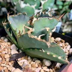 アガベ小株【緑犀牛】の画像