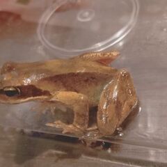 エゾアカガエル　オス5.6センチ程度の画像