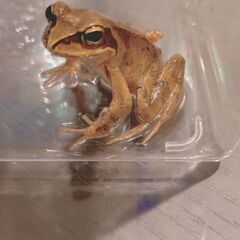 エゾアカガエル　オス5.6センチ程度の画像