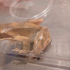 エゾアカガエル　オス5.6センチ程度の画像
