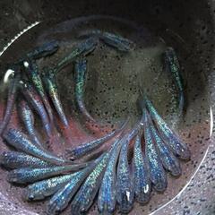商談中🉐★めだか〜サファイア　成魚22匹　の画像