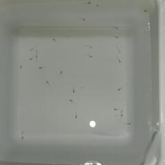 産まれたばかりのめだかの針子の画像