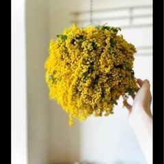 ミモザ　花部分　ドライフラワーの画像